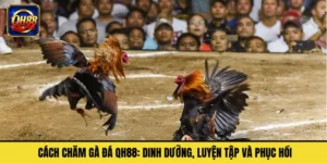 Cách Chăm Gà Đá QH88: Dinh Dưỡng, Luyện Tập Và Phục Hồi