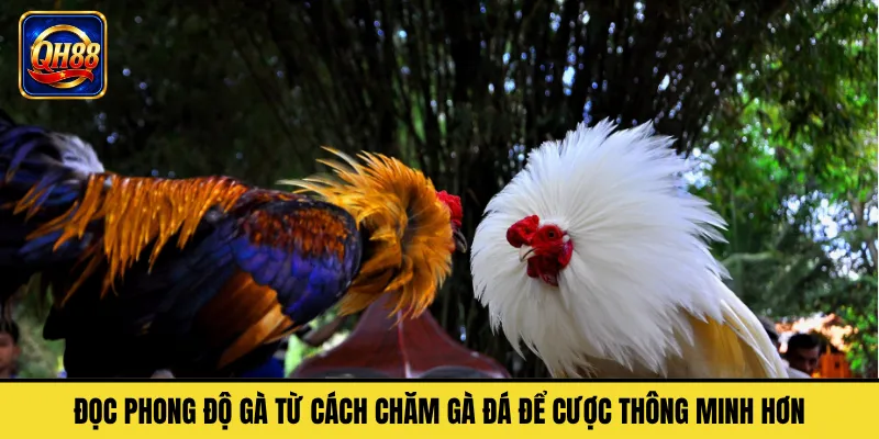 Đọc Phong Độ Gà Từ Cách Chăm Gà Đá Để Cược Thông Minh Hơn